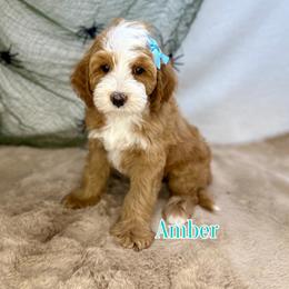Amber - Red female Bernedoodle puppy in Glendale, Arizona from CocoLove Doodles