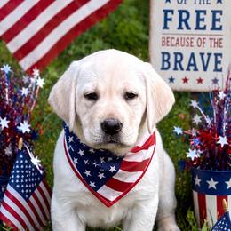 Griffin - Yellow male Labrador Retriever puppy in Davenport, New York from New England Premier English Labradors