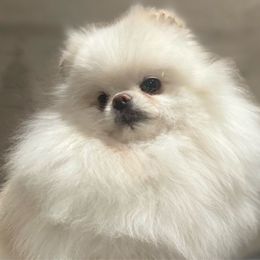 Mimi - Pomeranian