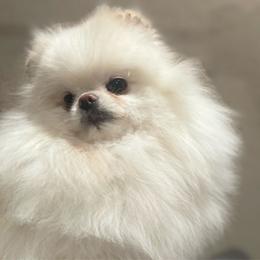 Mimi - Pomeranian