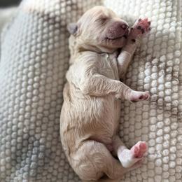 Goldendoodle Puppies from Farihope family