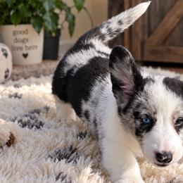 Wrangler - Blue merle and white male Cardigan Welsh Corgi puppy in Kerens, West Virginia from Leather & Lace