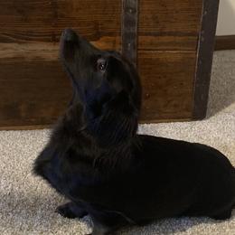 Daisy - Dachshund