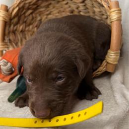 Bretta - Chocolate female Labrador Retriever puppy in Grants Pass, Oregon from KnR Antler Dogs