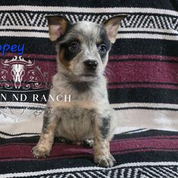Dopey - Blue male Australian Cattle Dog puppy in Silsbee, Texas from Rockin ND Ranch