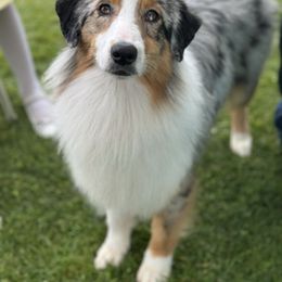 Esther - Australian Shepherd