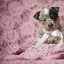 Australian Cattle Dog and Collie Puppies from Blackberry Hills