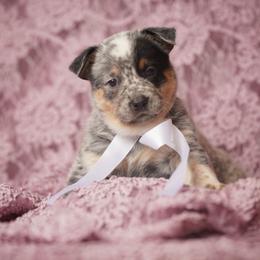Australian Cattle Dog and Collie Puppies from Blackberry Hills