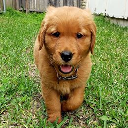 Golden Retriever Puppies from Carmel Bliss Golden Retrievers LLC