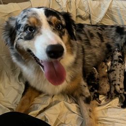 Paisley - Australian Shepherd