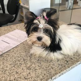 Biewer Terrier and Yorkshire Terrier Puppies from Yorkie Town California