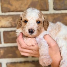 Tilly - Parti female Goldendoodle puppy in Macclenny, Florida from Baker County Goldendoodles