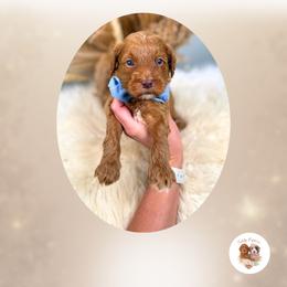 Valor - Red  male Goldendoodle puppy in Canton, Georgia from Teddy Puppies