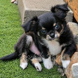 Elvis - Black and tan male Chihuahua puppy in Bowdon, Georgia from Paschal's Pups