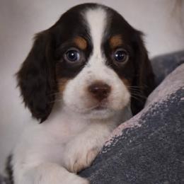 Maui - Liver white and tan female English Springer Spaniel puppy in Florida from Thunderbird Springers