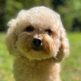 Coco - Cockapoo