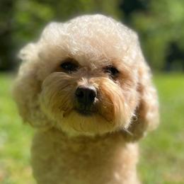 Coco - Cockapoo