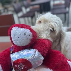 Bianca - Spinone Italiano