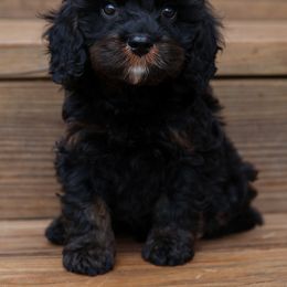 Aussiedoodle and Cavapoo Puppies from Blue Diamond Puppies