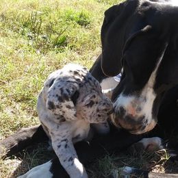 Great Danes from Acres Verdes Danes