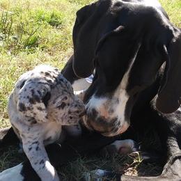 Great Danes from Acres Verdes Danes