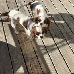 Cavalier King Charles Spaniel Puppies from Christina’s Cavaliers