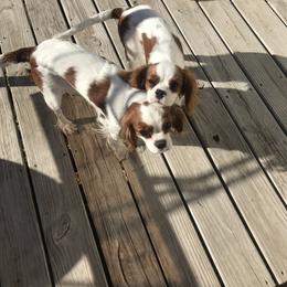 Cavalier King Charles Spaniel Puppies from Christina’s Cavaliers