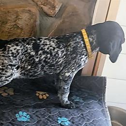 Yellow girl - Black roan female German Shorthaired Pointer puppy in Dahlonega, Georgia from Pointer Mountain Bird Dogs