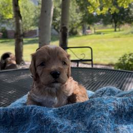 Cavapoo Puppies from Montana Cavapoo