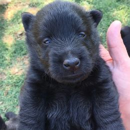 Scottish Terrier Puppies from Gina Smith