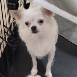 Lola - Chihuahua