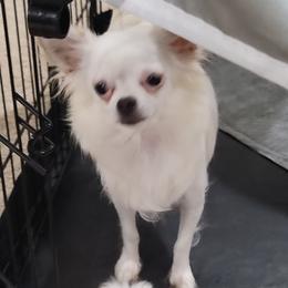 Lola - Chihuahua