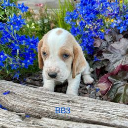 BB3 - Red and white male Basset Hound puppy in Britton, South Dakota from K&S Canines