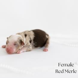 Girl 2 - female Miniature Australian Shepherd puppy in Wooster, Ohio from Kari's Mini Aussies