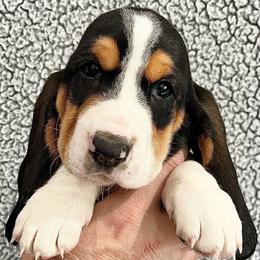 Gummy Bear (yellow) - Brown black and white female Basset Hound puppy in Kingsport, Tennessee from Bear’s Bassets