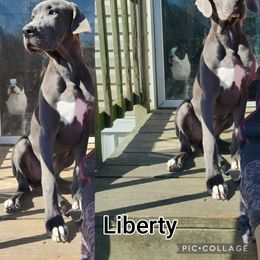 Girl 1 - Blue Great Dane puppy in Gonzales, Louisiana from Anstatt House Of Danes