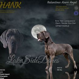 Hank - Great Dane
