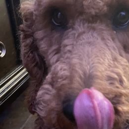 Poodles from poodles and doodles llc