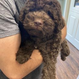 Lagotto Romagnolo Puppies from Fino Lagotto