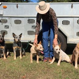 Australian Cattle Dog Puppies from Three Oaks Australian Cattledogs