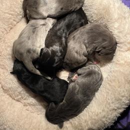 Great Dane Puppies from East Coast Great Danes
