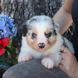 Cowboy - BMM2 - Blue merle male Miniature Australian Shepherd puppy in Goliad, Texas from Sassy Lil Aussies and Diamond W Poodles