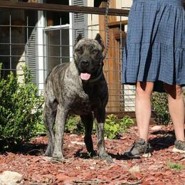 Hella - Perro de Presa Canario