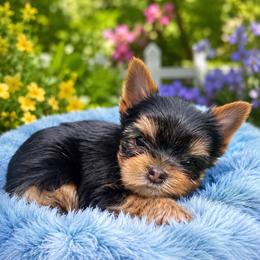 Goblin - Black and tan male Yorkshire Terrier puppy in Parma Heights, Ohio from ANGELHEARTS YORKIES and yorkie darlings