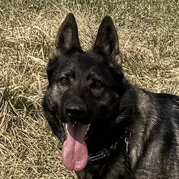 Nala - German Shepherd
