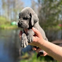 Zephyr - Blue male Great Dane puppy in Beulah, Michigan from Northwood Euro Danes and Bassets