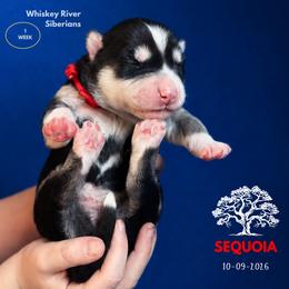 Sequoia - Black and white female Siberian Husky puppy in Sherwood, Oregon from Whiskey River Siberians