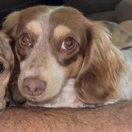 Bailey - Dachshund
