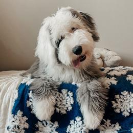 May - Sheepadoodle