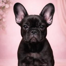Prada - Brindle female French Bulldog puppy in Renton, Washington from Laurel Canyon Kennels